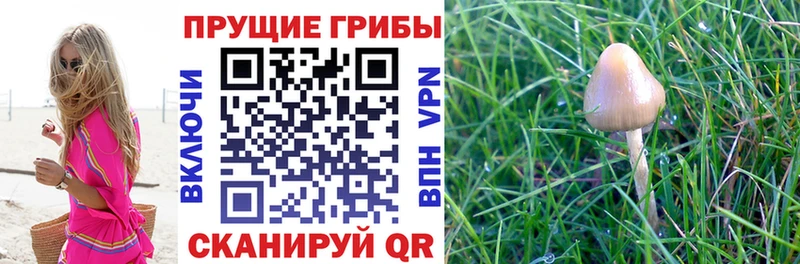 Купить закладки  Отрадное  Псилоцибиновые грибы GOLDEN TEACHER 